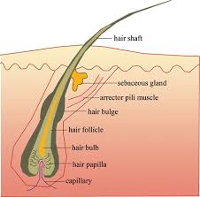 hair follicle