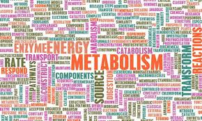 metabolism