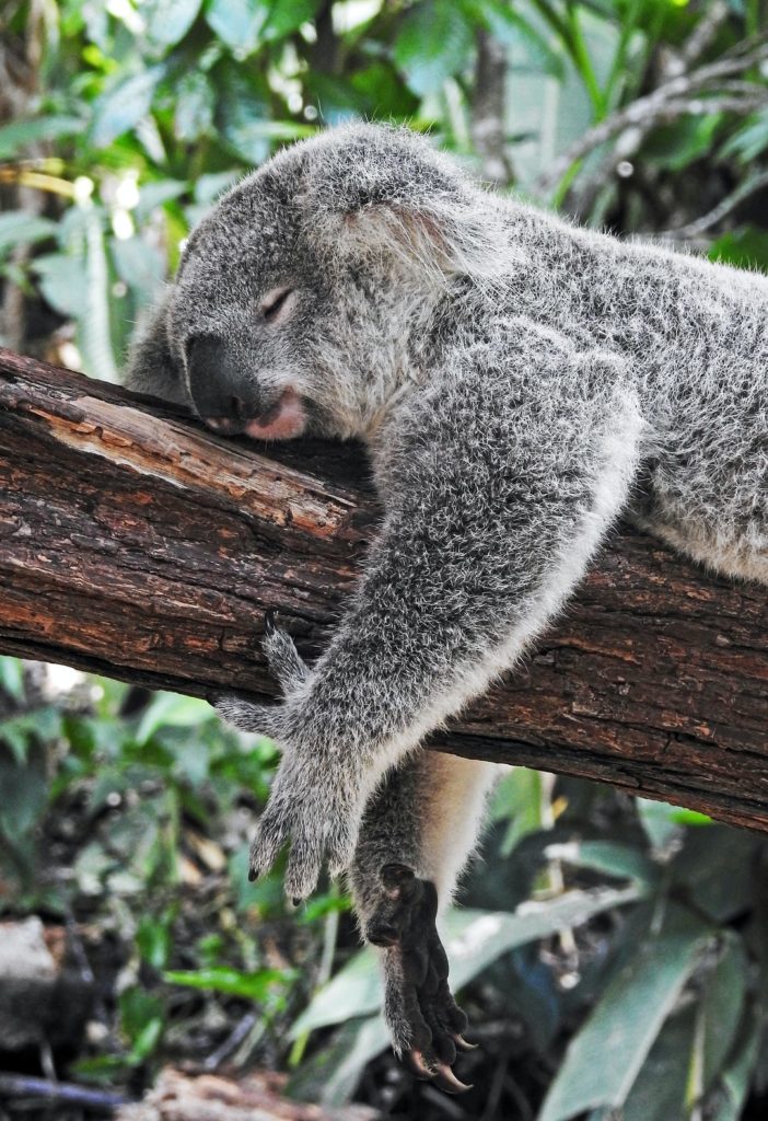 koala sleeping